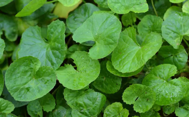 Ingredient spotlight: Centella Asiatica aka Cica 